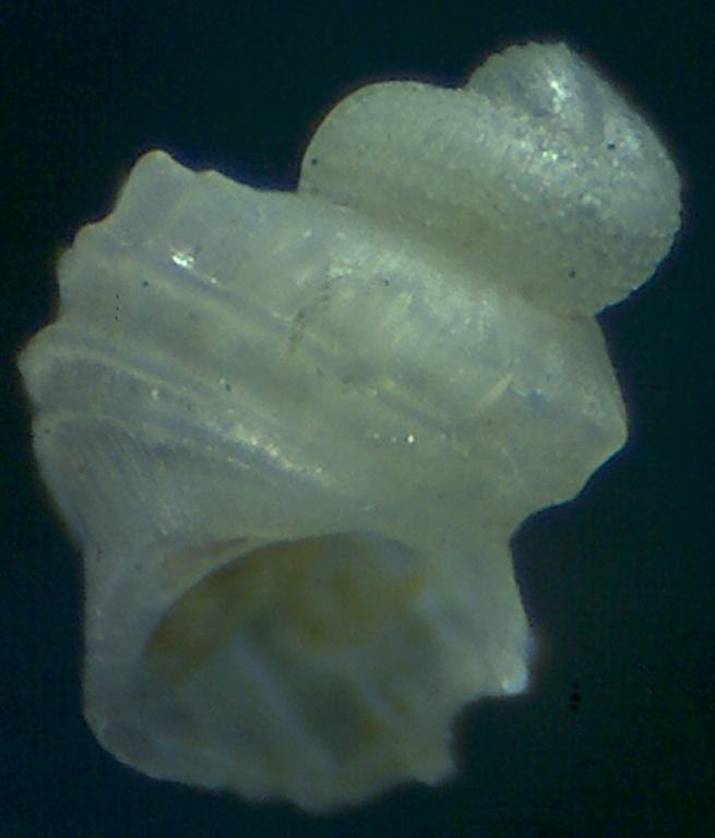 Una bonita protoconcha  ?